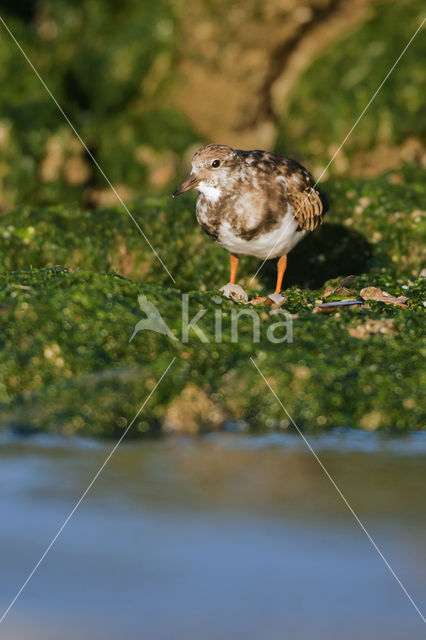 Steenloper (Arenaria interpres)