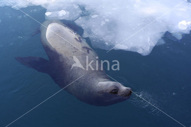 Steller's Sea lion (Eumetopias jubatus)