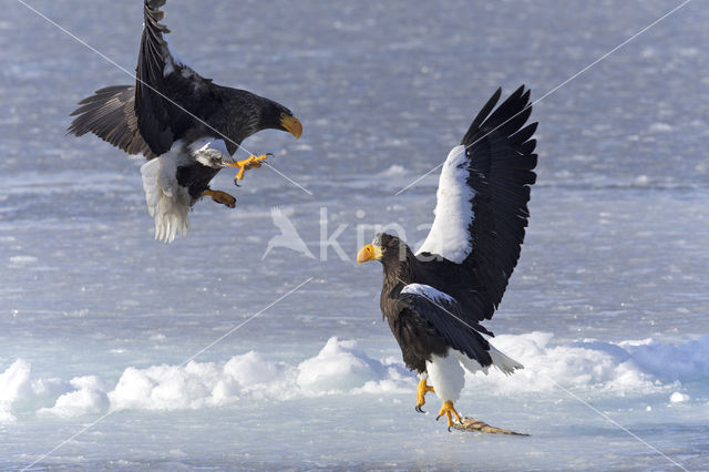 Steller's sea eagle (Haliaeetus pelagicus)