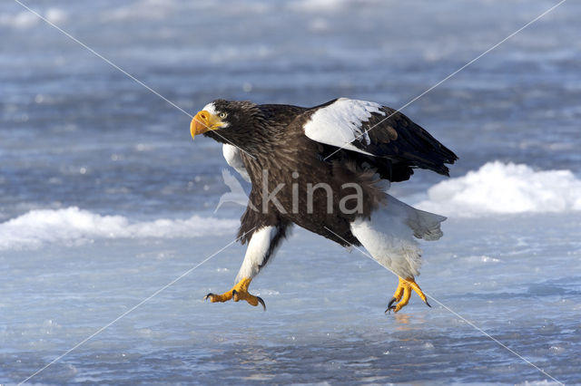 Steller's sea eagle (Haliaeetus pelagicus)