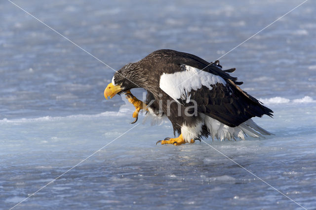 Steller's sea eagle (Haliaeetus pelagicus)