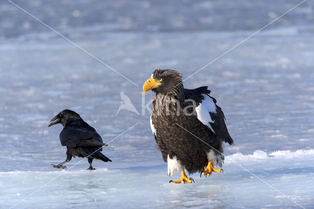 Steller's sea eagle (Haliaeetus pelagicus)