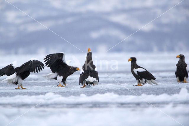 Steller's sea eagle (Haliaeetus pelagicus)