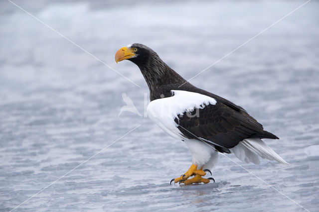 Steller's sea eagle (Haliaeetus pelagicus)