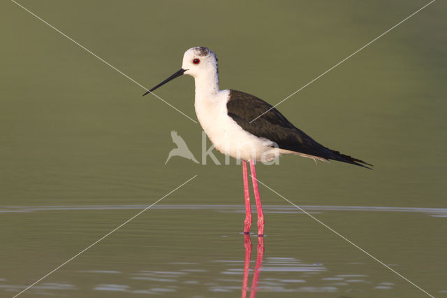 Steltkluut (Himantopus himantopus)