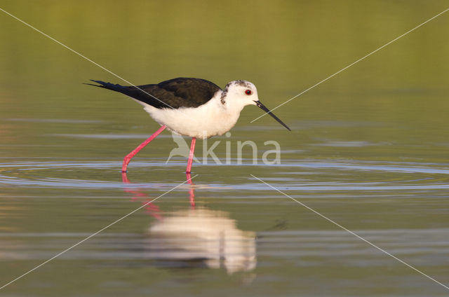 Steltkluut (Himantopus himantopus)