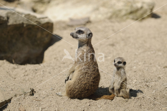 Meerkat (Suricata suricatta)