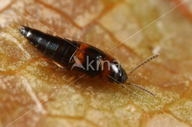 Tachyporus transversalis