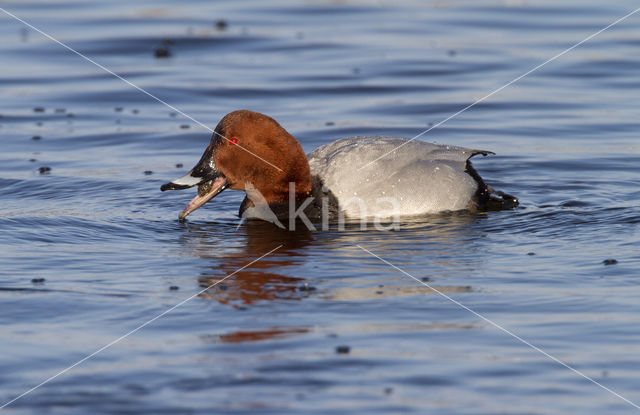 Pochard (Aythya ferina)