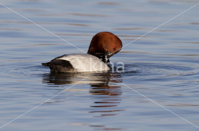 Pochard (Aythya ferina)