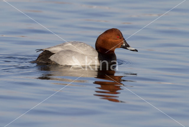 Pochard (Aythya ferina)