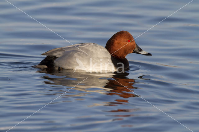 Pochard (Aythya ferina)