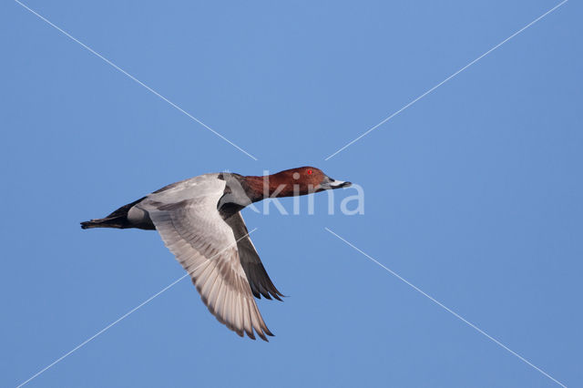 Pochard (Aythya ferina)