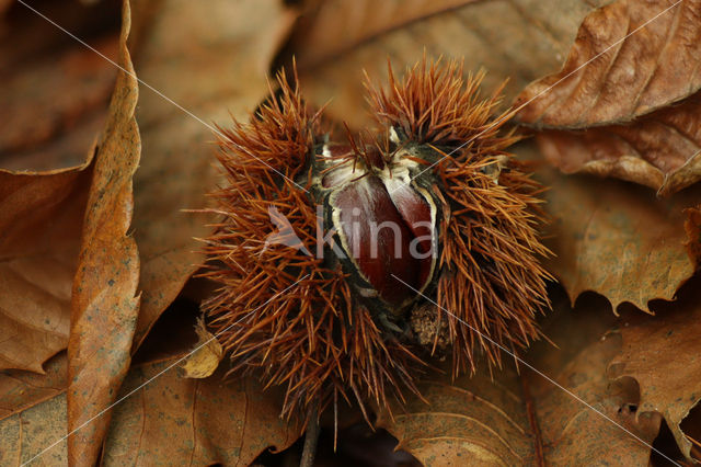 Tamme kastanje (Castanea sativa)