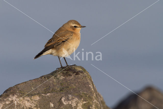 Northern Wheatear (Oenanthe oenanthe)