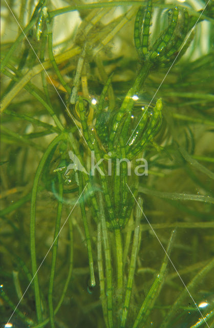 Teer kransblad (Chara globularis virgata)