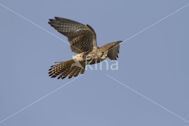 Common Kestrel (Falco tinnunculus)