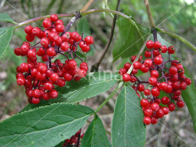 Trosvlier (Sambucus racemosa)