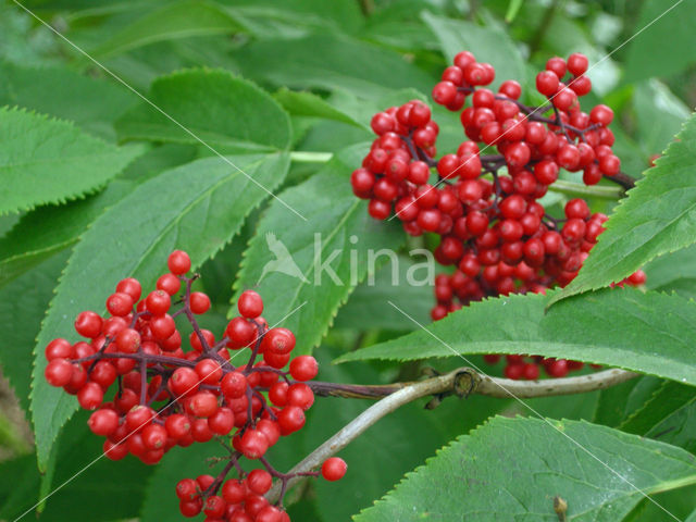 Trosvlier (Sambucus racemosa)