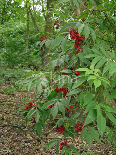 scarlet elderberry (Sambucus racemosa)