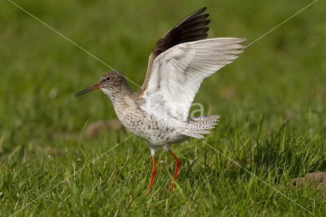 Common Redshank (Tringa totanus)