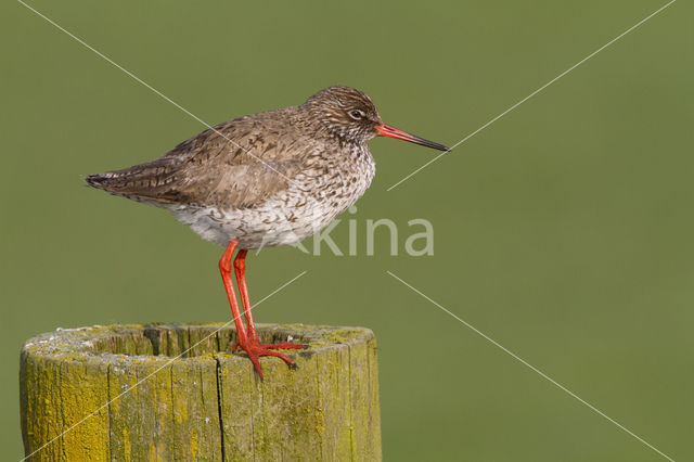 Common Redshank (Tringa totanus)