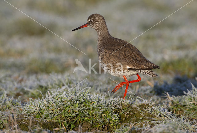 Common Redshank (Tringa totanus)