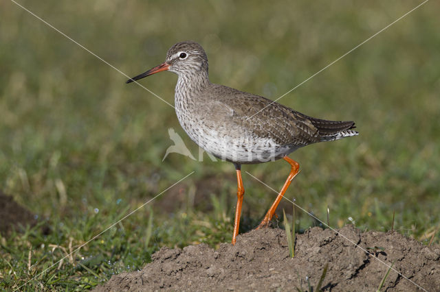 Common Redshank (Tringa totanus)