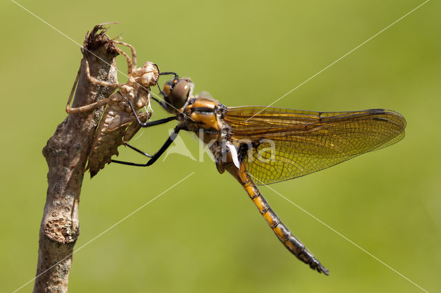 Epitheca bimaculata