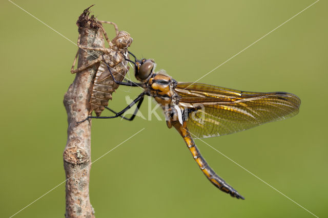 Tweevlek (Epitheca bimaculata)