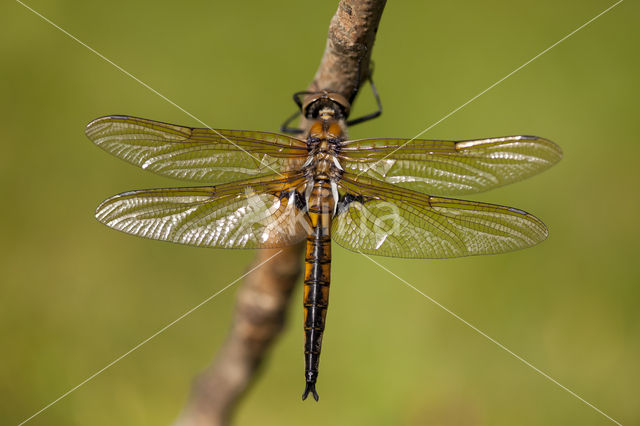 Tweevlek (Epitheca bimaculata)