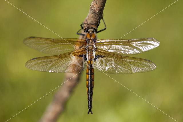 Tweevlek (Epitheca bimaculata)