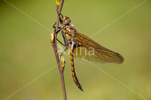 Tweevlek (Epitheca bimaculata)