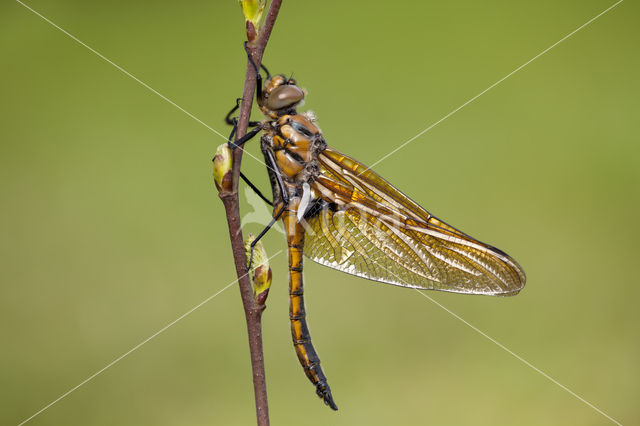 Tweevlek (Epitheca bimaculata)