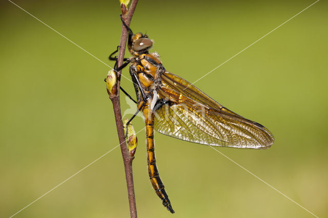 Epitheca bimaculata