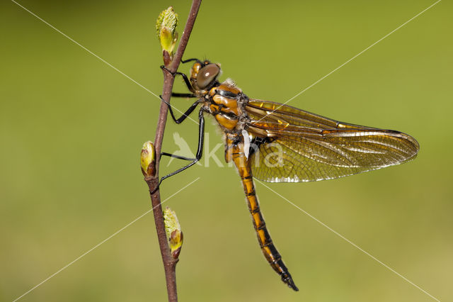 Tweevlek (Epitheca bimaculata)