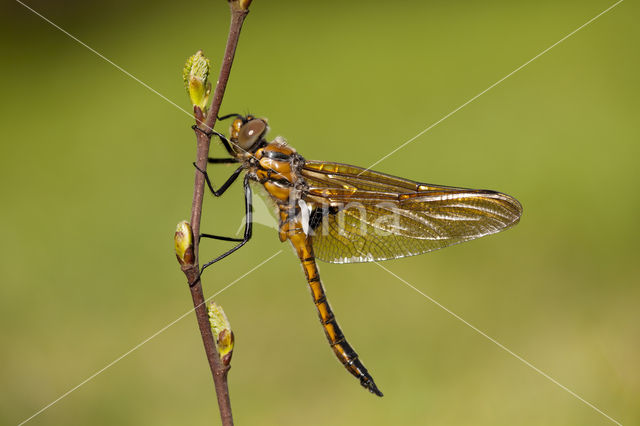 Tweevlek (Epitheca bimaculata)