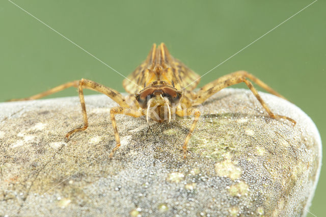 Tweevlek (Epitheca bimaculata)