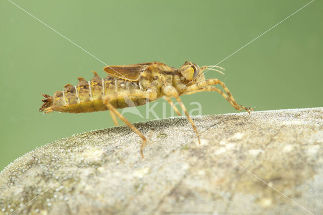 Tweevlek (Epitheca bimaculata)