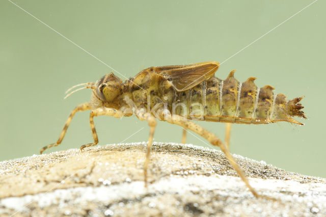 Tweevlek (Epitheca bimaculata)