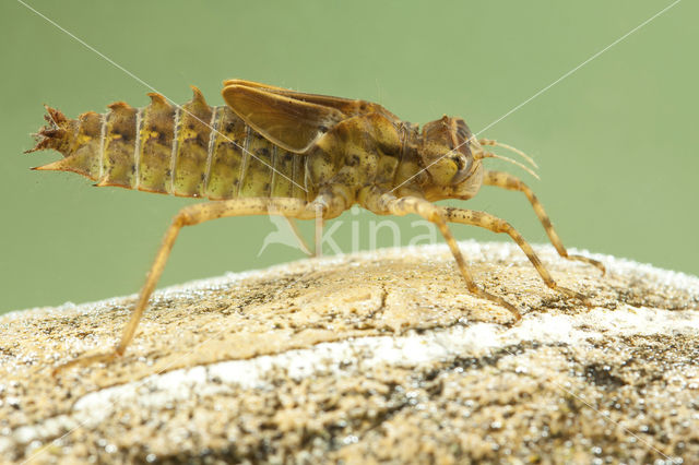 Tweevlek (Epitheca bimaculata)