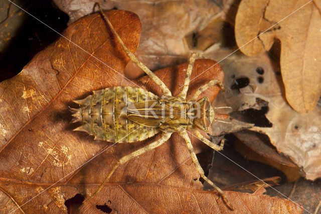 Tweevlek (Epitheca bimaculata)