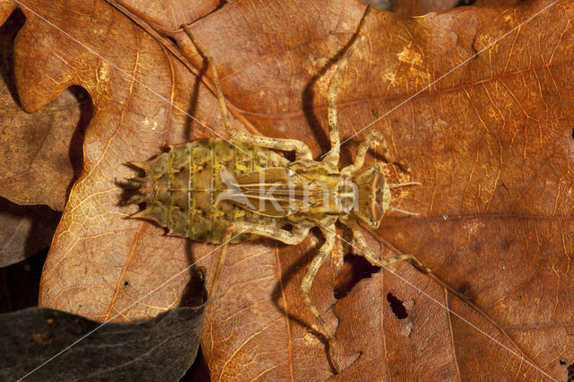 Epitheca bimaculata