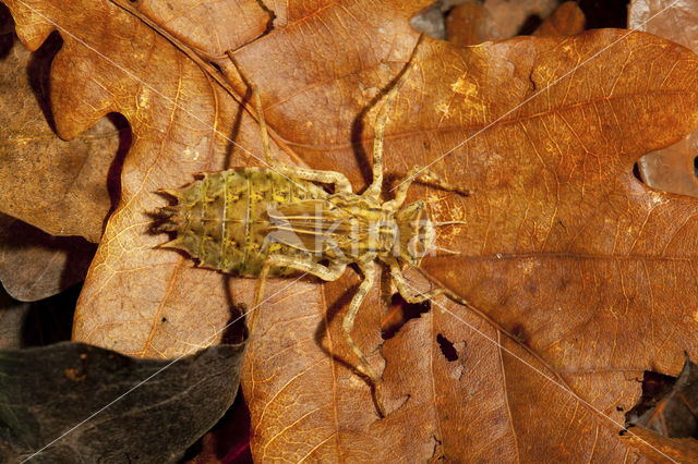 Tweevlek (Epitheca bimaculata)