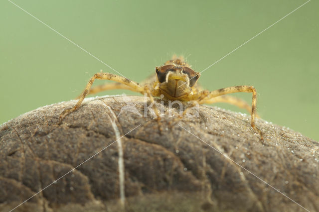 Tweevlek (Epitheca bimaculata)