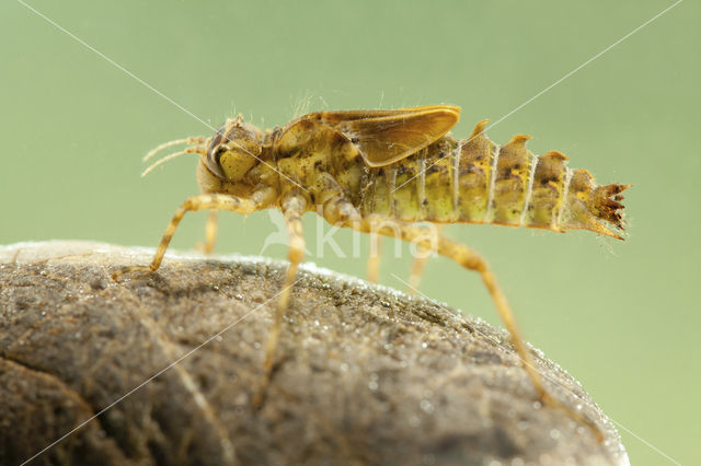 Epitheca bimaculata