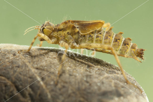 Tweevlek (Epitheca bimaculata)