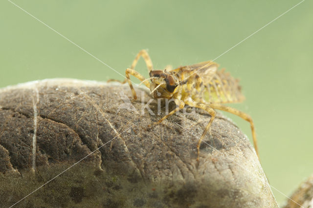 Tweevlek (Epitheca bimaculata)