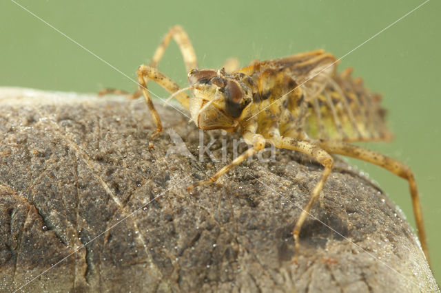 Tweevlek (Epitheca bimaculata)