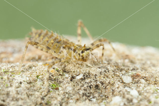 Tweevlek (Epitheca bimaculata)